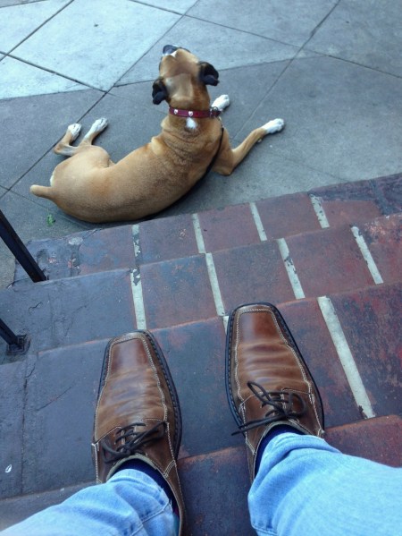 Shoes and Dog