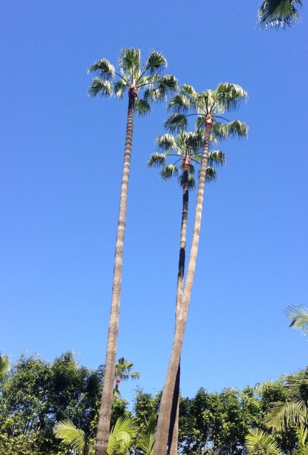 palms