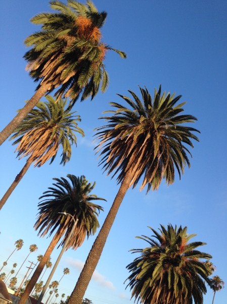 L.A. Palms